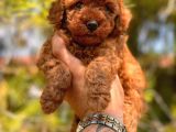 Safkan Toy Poodle Yavrular