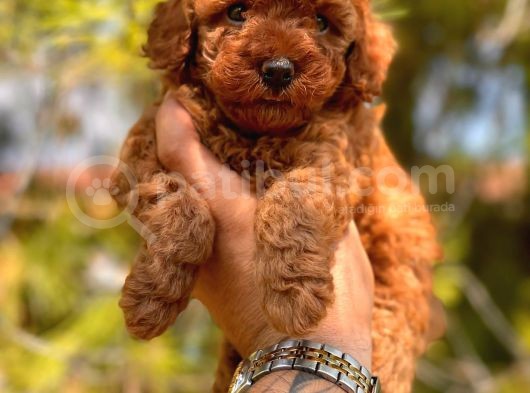 Safkan Toy Poodle Yavrular görsel