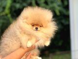 Orji̇nal Pomerani̇an Boo Bebekler