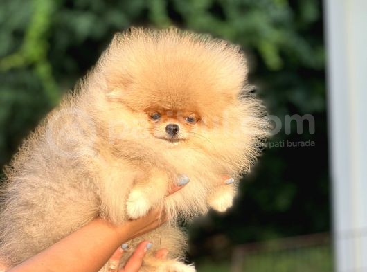 Orji̇nal Pomerani̇an Boo Bebekler