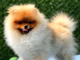 Teddy Bear Pomerani̇an Boo