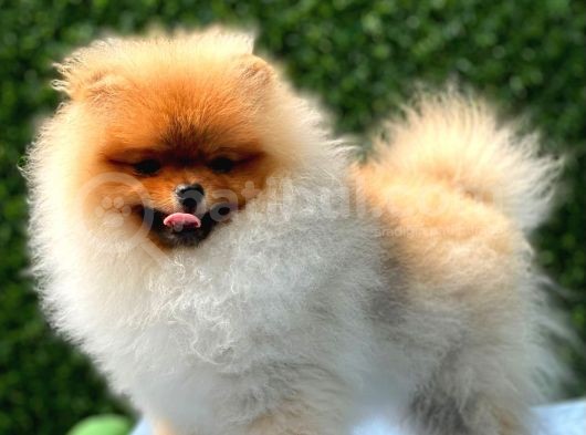 Teddy Bear Pomerani̇an Boo görsel