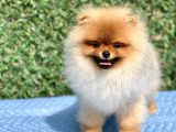 Orji̇nal Teddy Bear Pomerani̇an Boo