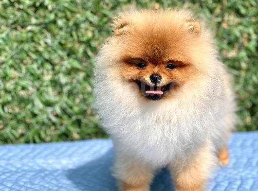 Orji̇nal Teddy Bear Pomerani̇an Boo