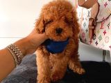 Orji̇nal Poodle Yavrular