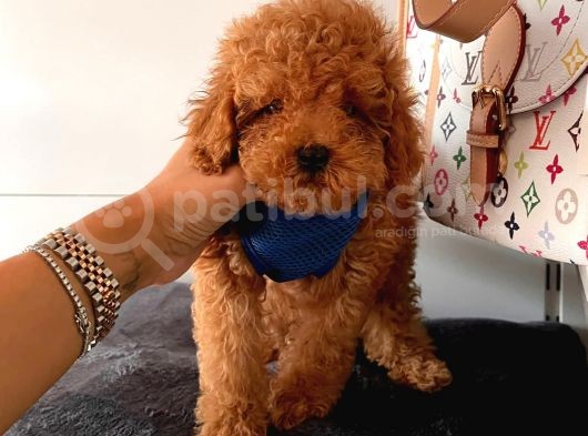 Orji̇nal Poodle Yavrular görsel