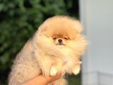 Orji̇nal Pomerani̇an Boo Bebekler