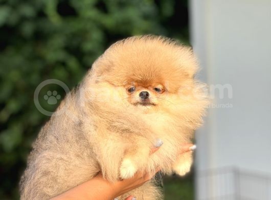 Orji̇nal Pomerani̇an Boo Bebekler görsel