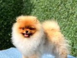 Teddy Bear Pomerani̇an Boo