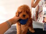 Orji̇nal Poodle Yavrular