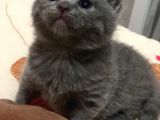 Çok Acil Uyguna Verilecektirler