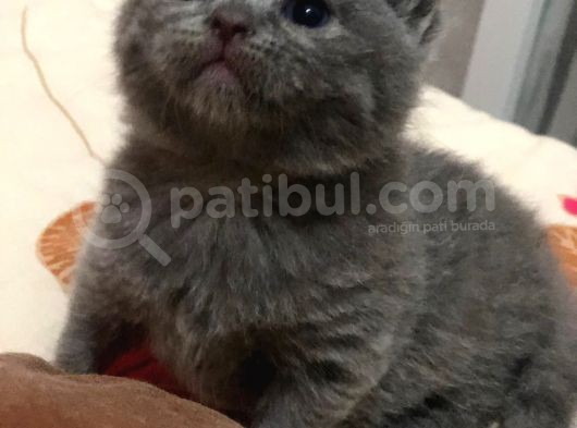Çok Acil Uyguna Verilecektirler görsel