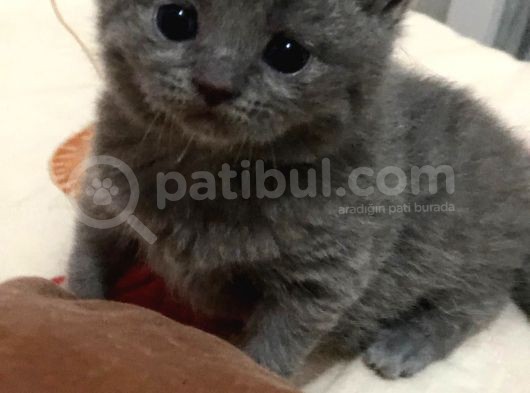 Çok Acil Uyguna Verilecektirler görsel