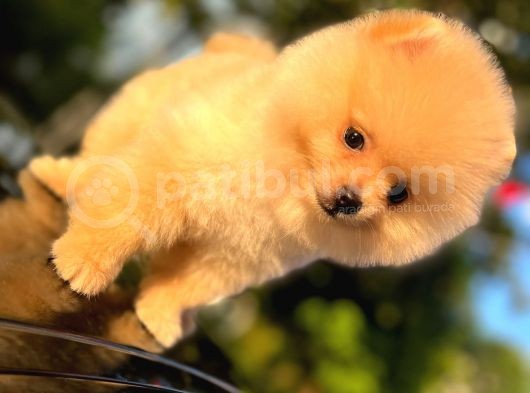Ayicik Surat Pomeranian Yavrulari görsel