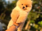 Ayicik Surat Pomeranian Yavrulari