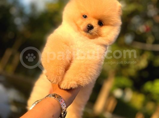 Ayicik Surat Pomeranian Yavrulari