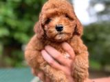 Orji̇nal Toy Poodle Yavrularimiz