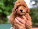 Orji̇nal Toy Poodle Yavrularimiz