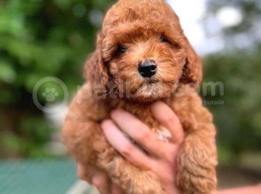Orji̇nal Toy Poodle Yavrularimiz