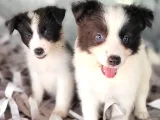 Border Collie Yavrular (Bursa Köpek Okulu)