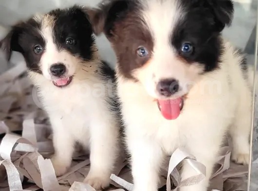 Border Collie Yavrular (Bursa Köpek Okulu) görsel