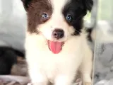 Border Collie Yavrular (Bursa Köpek Okulu)