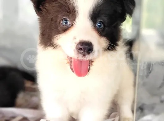 Border Collie Yavrular (Bursa Köpek Okulu) görsel