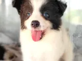 Border Collie Yavrular (Bursa Köpek Okulu)