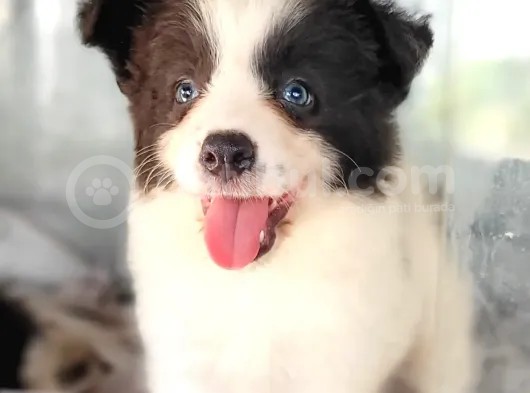 Border Collie Yavrular (Bursa Köpek Okulu)