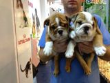 Egzotik İngiliz BullDog Yavruları Mama Ve Malzeme Kanpanli