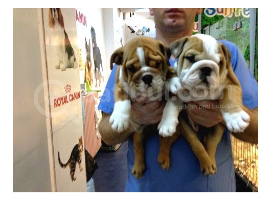 Egzotik İngiliz BullDog Yavruları Mama Ve Malzeme Kanpanli