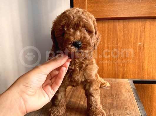 Ev Doğumlu Toypoodle Bebekler görsel