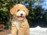 Parti̇colour Özel Renk Poodle Bebeği̇mi̇z