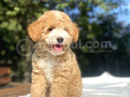 Parti̇colour Özel Renk Poodle Bebeği̇mi̇z görsel