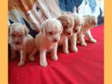 Whi̇te Poodle Yavrularimiz Pet Pasaportlu