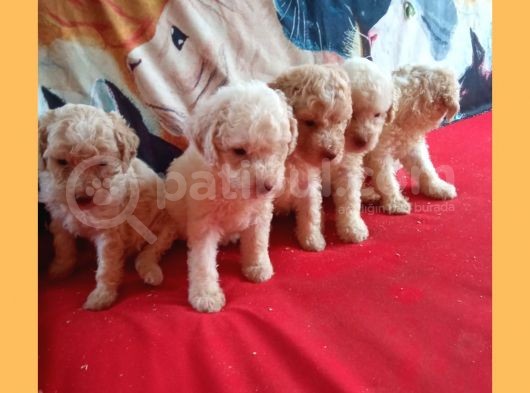Whi̇te Poodle Yavrularimiz Pet Pasaportlu görsel