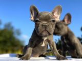 Blue French Bulldog Bebekler