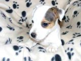 Jack Russell Yavruları Mama Ve Malzeme Kampanyalı