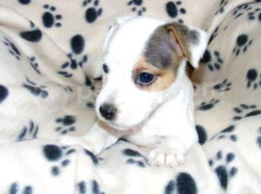 Jack Russell Yavruları Mama Ve Malzeme Kampanyalı görsel