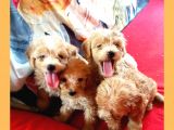 Malti̇poo Malti̇poo Malti̇pooo