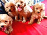 Pet Pasaportlu Malti̇poo Yavrularimiz