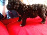 Çi̇kolata Poodle Yavrularimiz Sağlik Belgeli̇