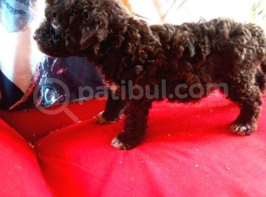 Çi̇kolata Poodle Yavrularimiz Sağlik Belgeli̇