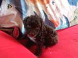Çi̇kolata Poodle Yavrularimiz Sağlik Belgeli̇