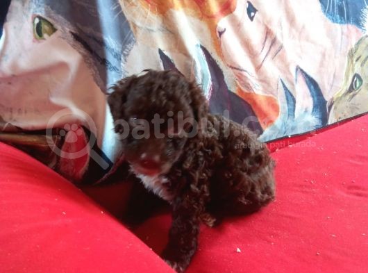 Çi̇kolata Poodle Yavrularimiz Sağlik Belgeli̇ görsel