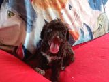 Çi̇kolata Poodle Yavrularimiz Sağlik Belgeli̇
