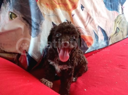 Çi̇kolata Poodle Yavrularimiz Sağlik Belgeli̇ görsel