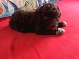 Çi̇kolata Poodle Yavrularimiz Sağlik Belgeli̇