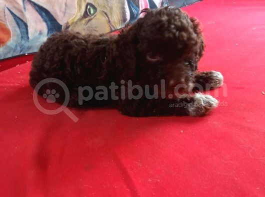 Çi̇kolata Poodle Yavrularimiz Sağlik Belgeli̇ görsel