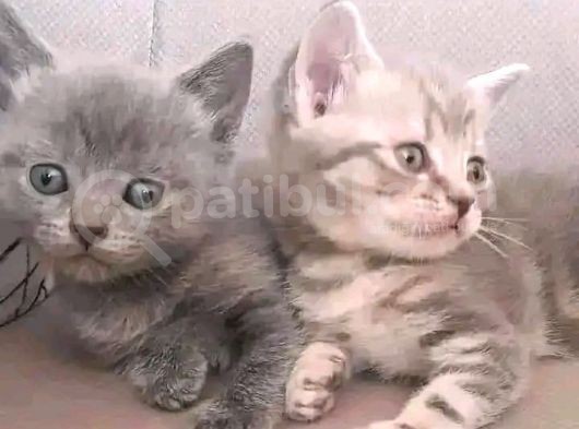 2 Yavru 1 Yetişkin Kedicikler görsel